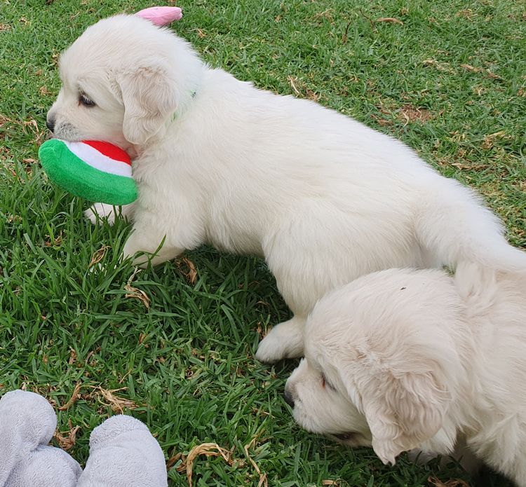 Hevnsent Golden Retrievers