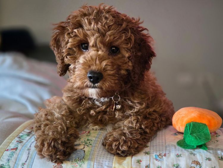 Fairlight Cavoodles