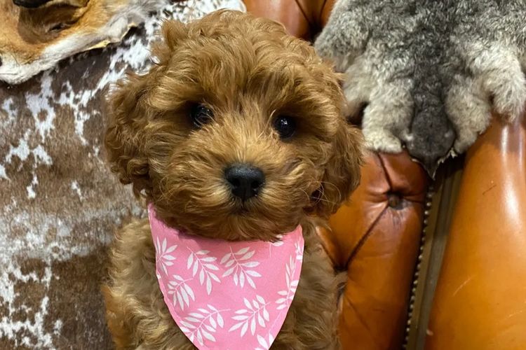 Fairlight Cavoodles