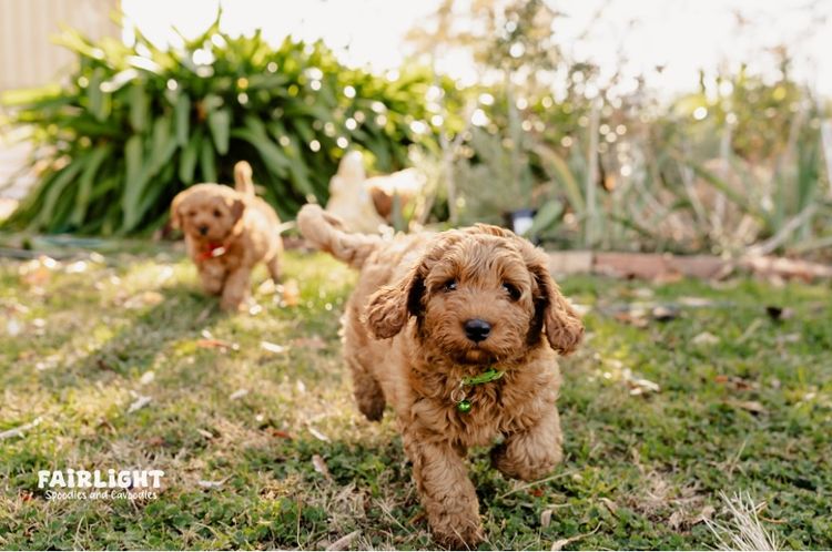 Fairlight Cavoodles