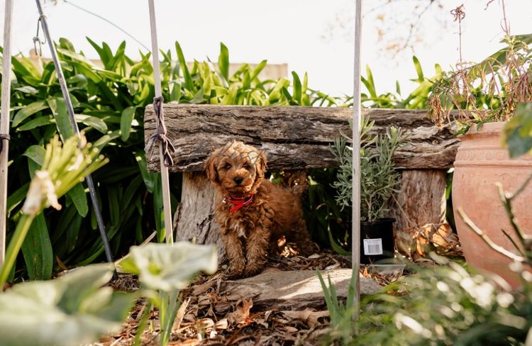 Fairlight Cavoodles