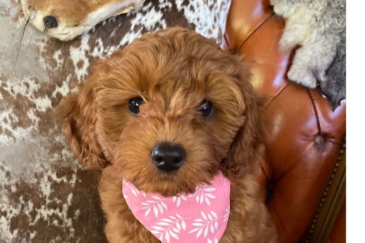 Fairlight Cavoodles