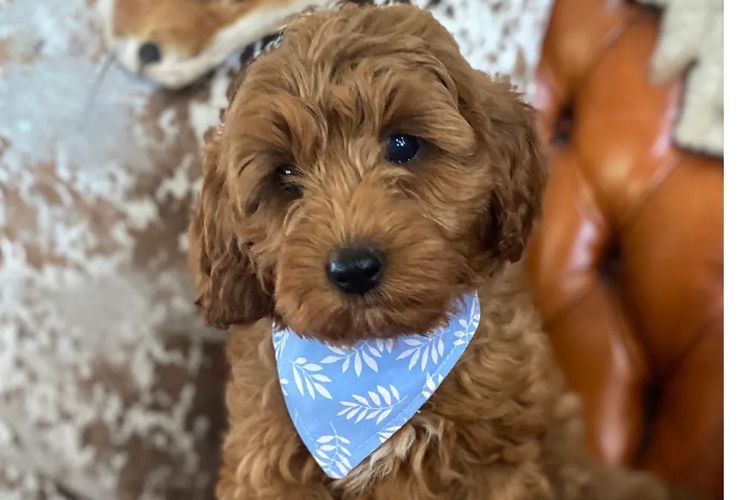 Fairlight Cavoodles