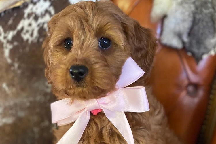 Fairlight Cavoodles