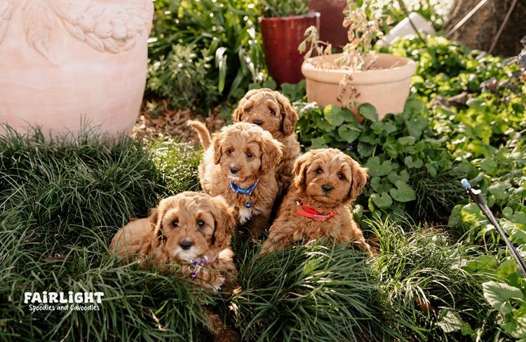 Fairlight Cavoodles