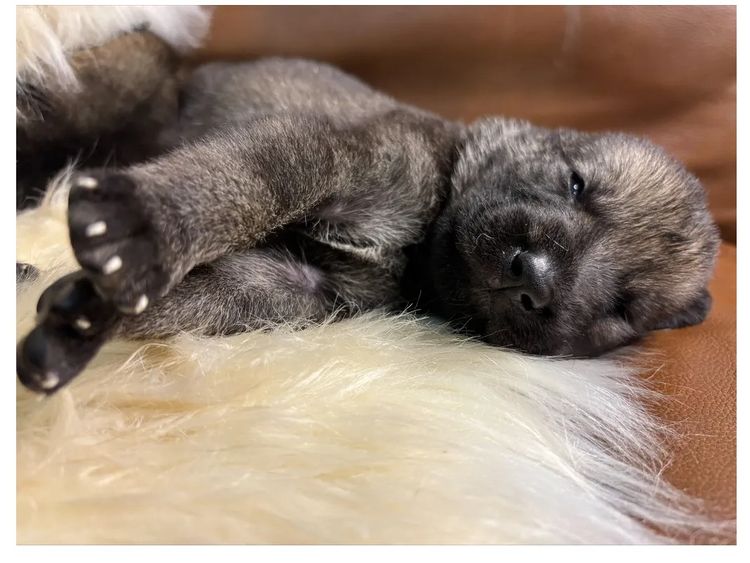 Australian Wolf Shepherd