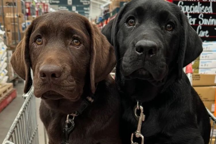 Purebred Labrador Retriever
