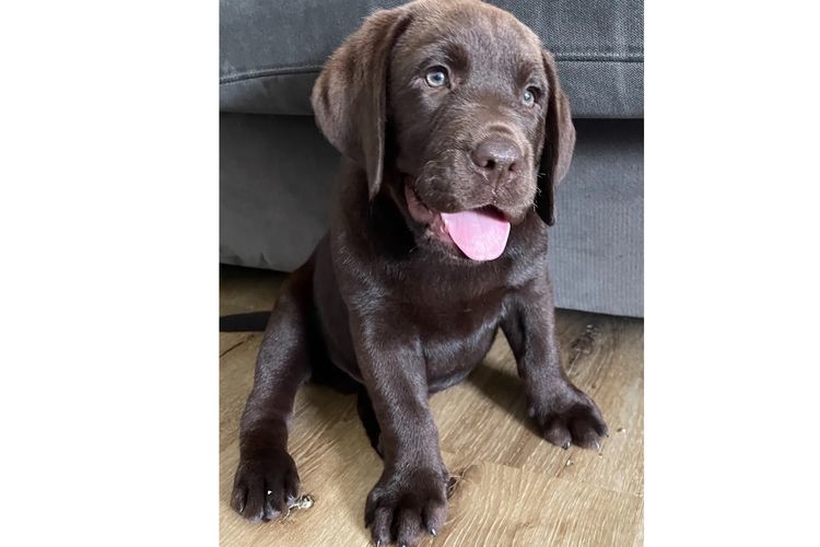 Purebred Labrador Retriever