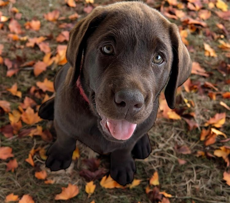 Purebred Labrador Retriever