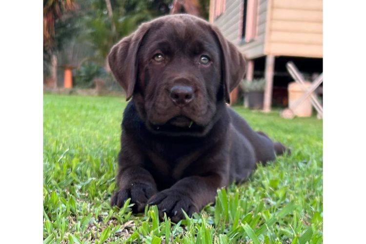 Purebred Labrador Retriever