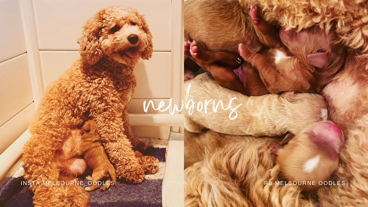 Melbourne Oodles Cavoodles