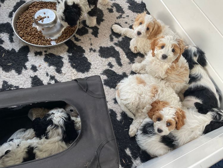 Melbourne Oodles Cavoodles