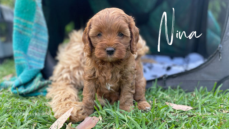Melbourne Oodles Cavoodles