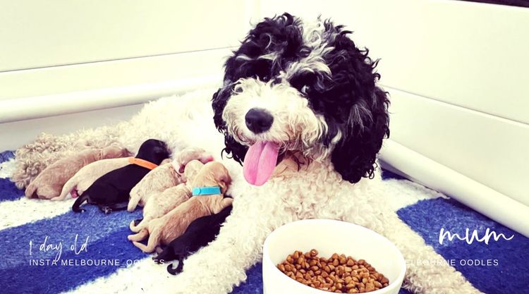 Melbourne Oodles Cavoodles