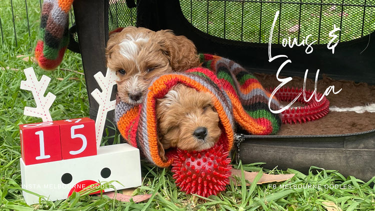 Melbourne Oodles Cavoodles