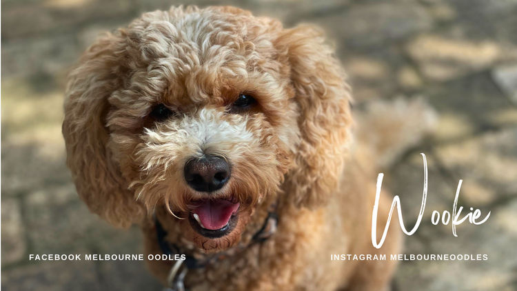 Melbourne Oodles Cavoodles