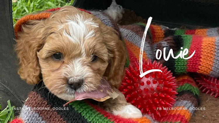 Melbourne Oodles Cavoodles