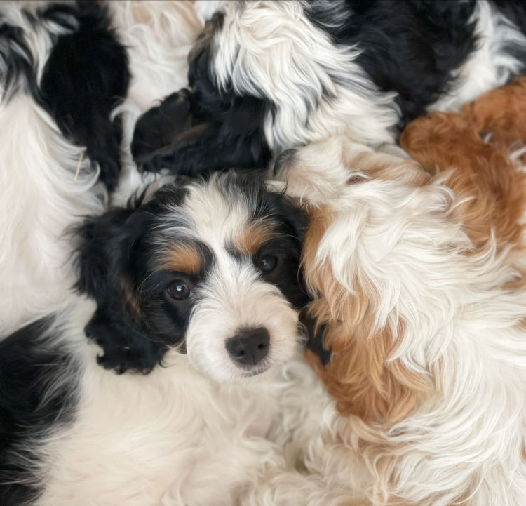 Melbourne Oodles Cavoodles