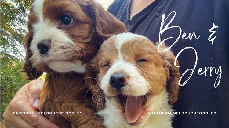 Melbourne Oodles Cavoodles