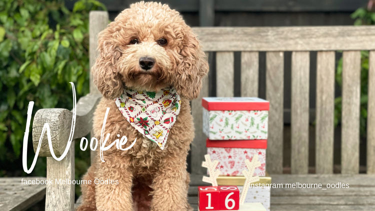 Melbourne Oodles Cavoodles