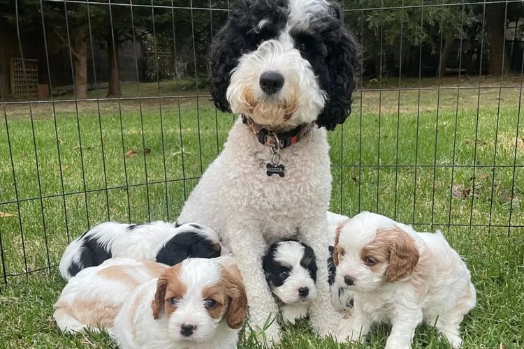 Melbourne Oodles Cavoodles