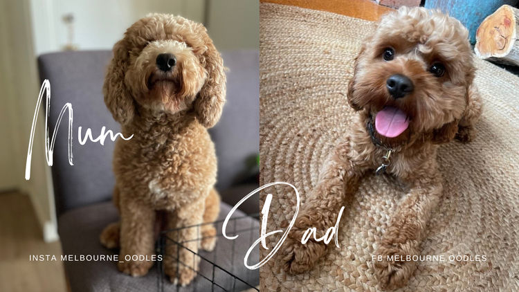 Melbourne Oodles Cavoodles