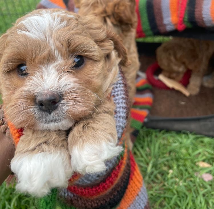 Melbourne Oodles Cavoodles