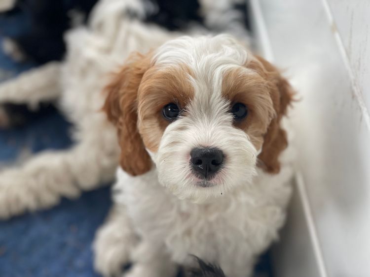 Melbourne Oodles Cavoodles