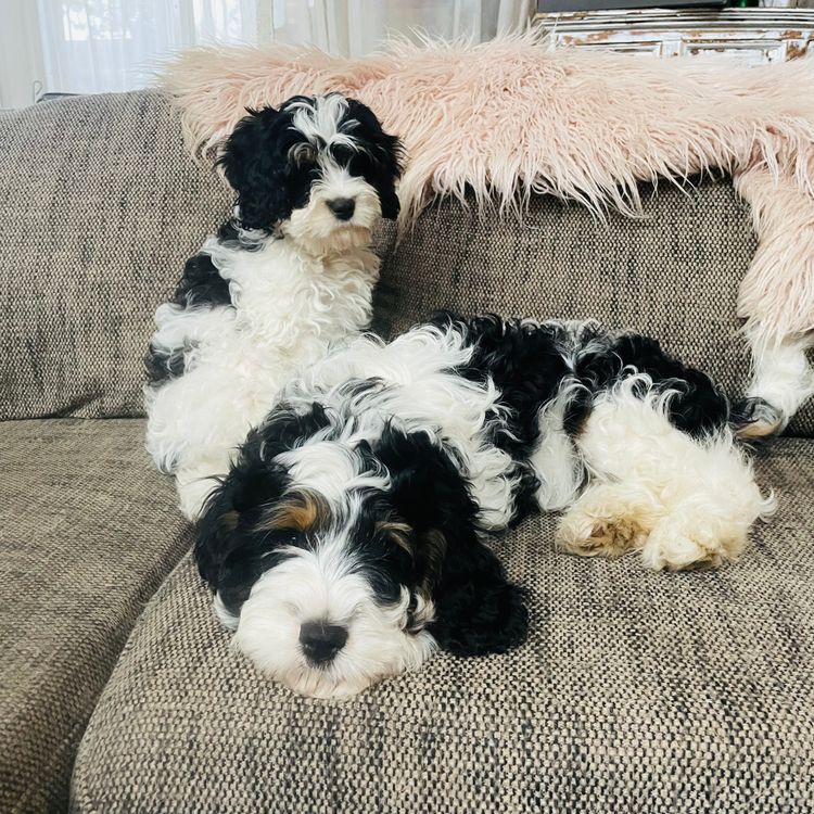 Melbourne Oodles Cavoodles