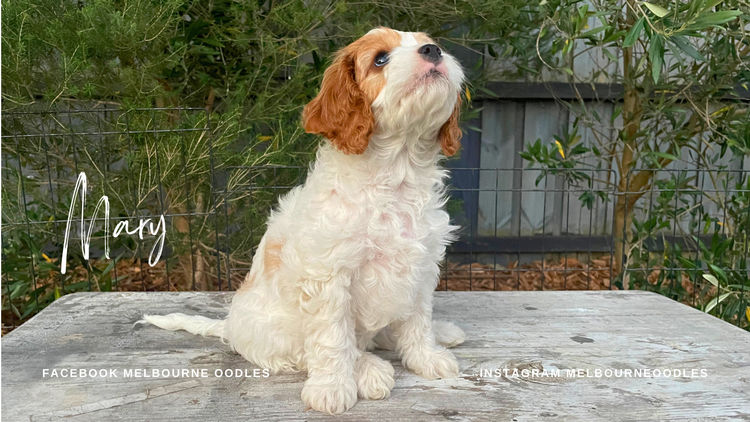 Melbourne Oodles Cavoodles