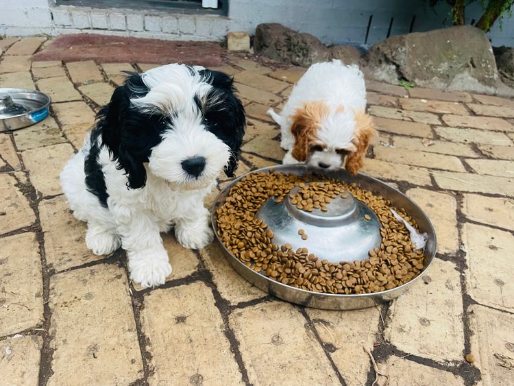 Melbourne Oodles Cavoodles