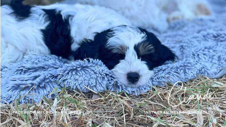 Melbourne Oodles Cavoodles