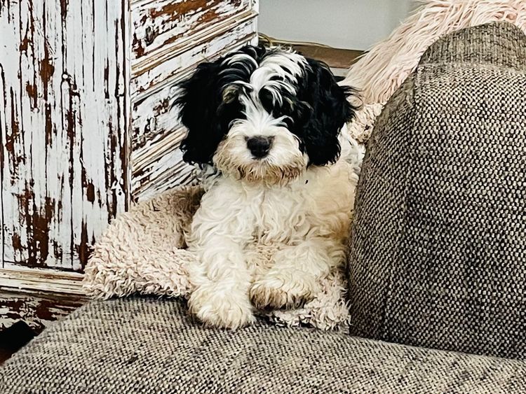 Melbourne Oodles Cavoodles