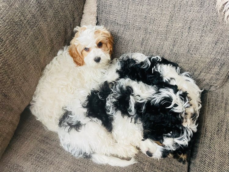 Melbourne Oodles Cavoodles