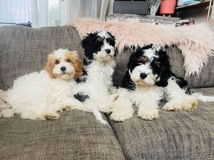 Melbourne Oodles Cavoodles