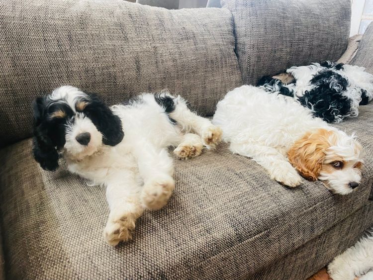 Melbourne Oodles Cavoodles