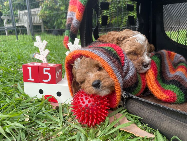 Melbourne Oodles Cavoodles