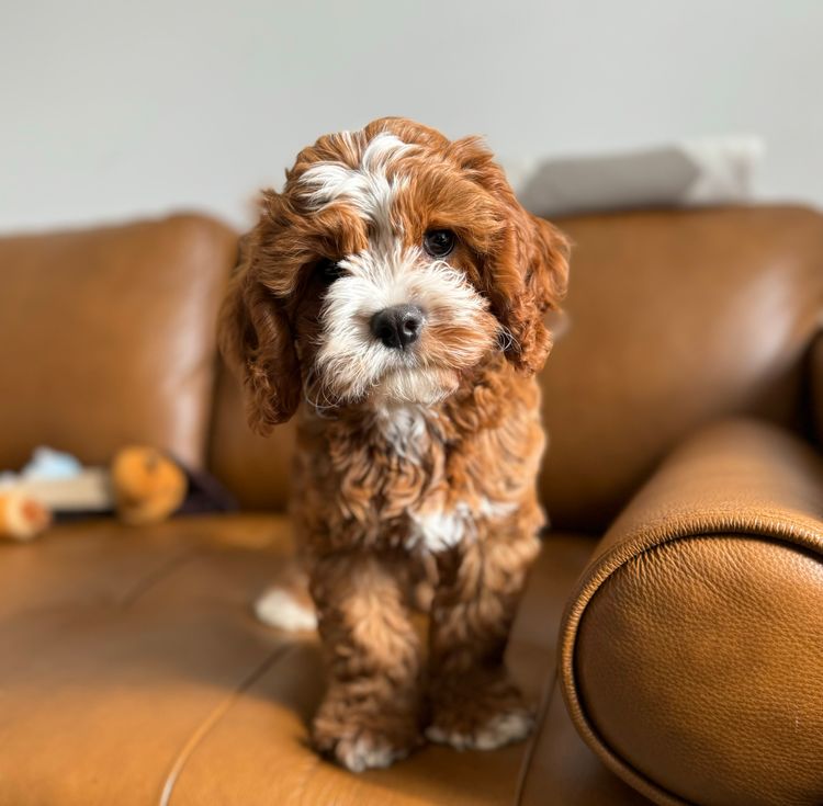Melbourne Oodles Cavoodles