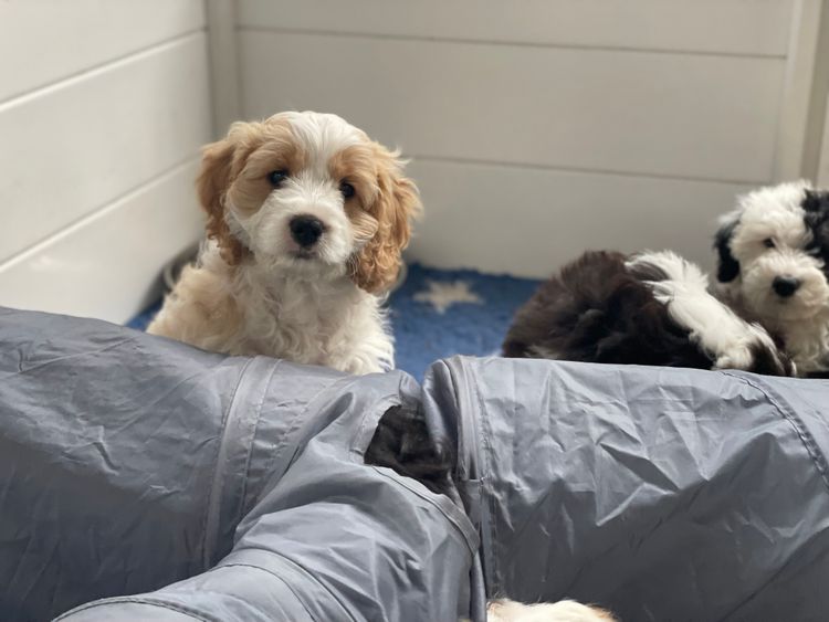 Melbourne Oodles Cavoodles