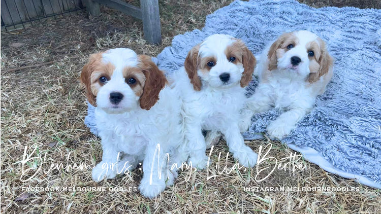 Melbourne Oodles Cavoodles