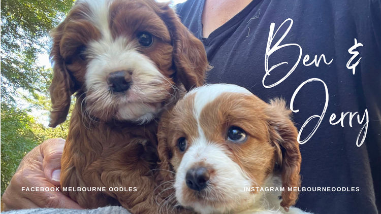 Melbourne Oodles Cavoodles