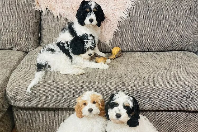 Melbourne Oodles Cavoodles