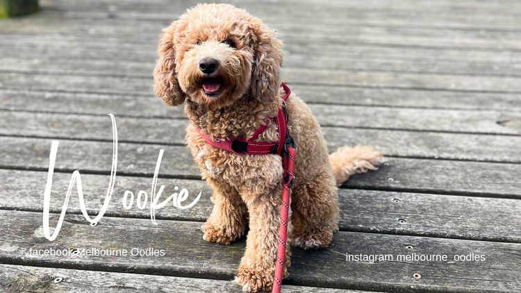 Melbourne Oodles Cavoodles