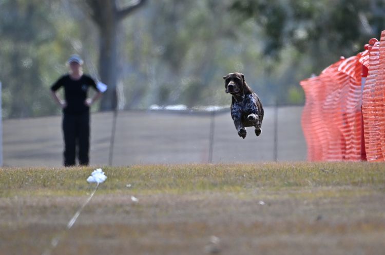 Huntsure German Shorthaired Pointers