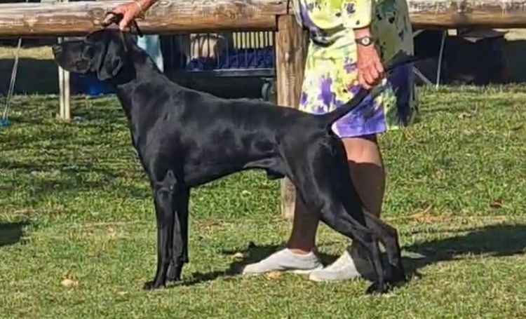 Huntsure German Shorthaired Pointers