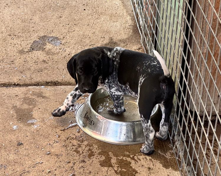 Huntsure German Shorthaired Pointers