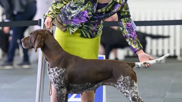 Huntsure German Shorthaired Pointers