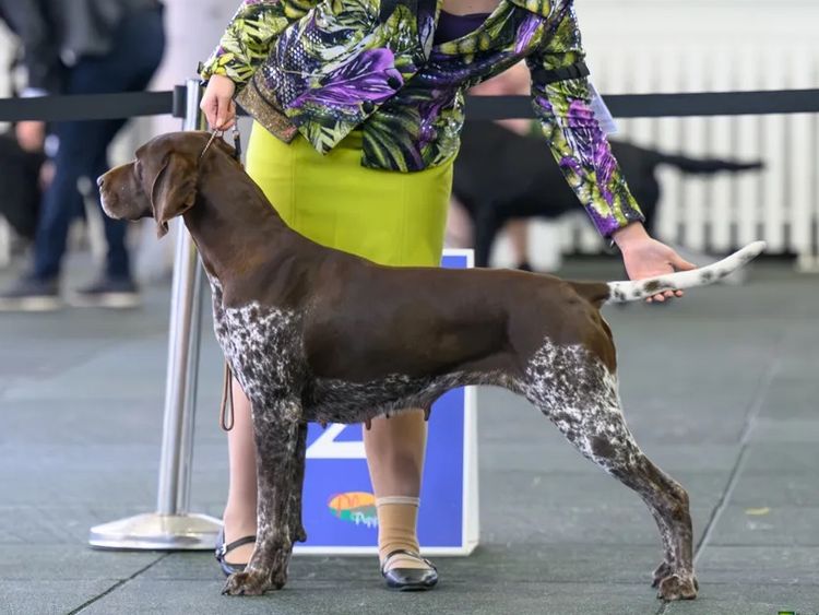 Huntsure German Shorthaired Pointers