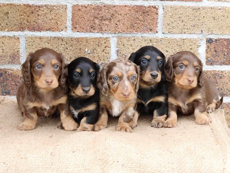 Doxie Squad Dachshunds