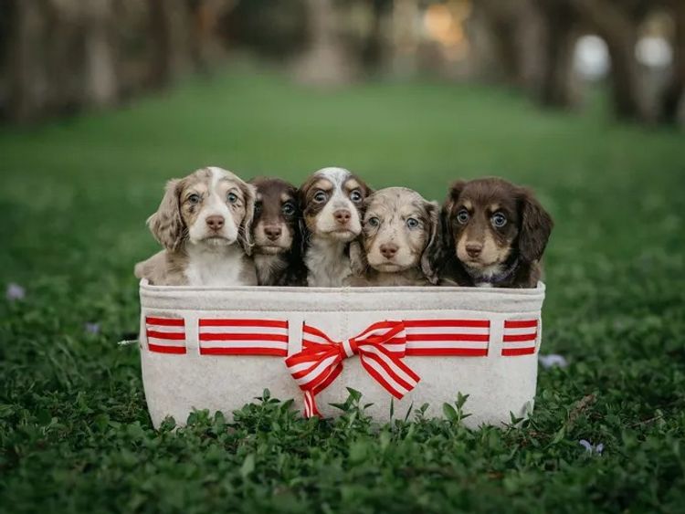 Doxie Squad Dachshunds